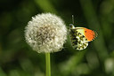BUITEN BEELD Foto: 403511