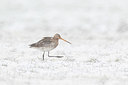 BUITEN BEELD Foto: 403512