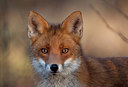 BUITEN BEELD Foto: 403603