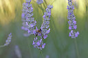 BUITEN BEELD Foto: 403665
