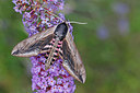 BUITEN BEELD Foto: 403702