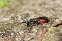 BUITEN BEELD Foto: 403949