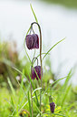 BUITEN BEELD Foto: 403968