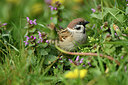 BUITEN BEELD Foto: 404047