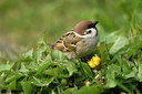 BUITEN BEELD Foto: 404048