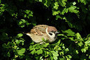 BUITEN BEELD Foto: 404054