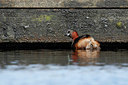 BUITEN BEELD Foto: 404215