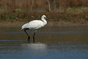 BUITEN BEELD Foto: 404235