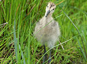 BUITEN BEELD Foto: 404421