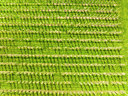 BUITEN BEELD Foto: 404537