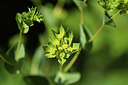 BUITEN BEELD Foto: 404636