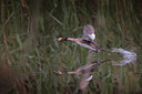 BUITEN BEELD Foto: 404676