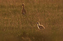 BUITEN BEELD Foto: 404683