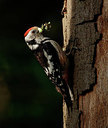 BUITEN BEELD Foto: 404709