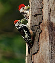 BUITEN BEELD Foto: 404710