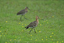 BUITEN BEELD Foto: 404769