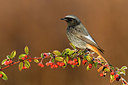BUITEN BEELD Foto: 405224
