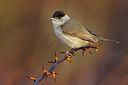 BUITEN BEELD Foto: 405240