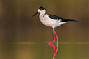 BUITEN BEELD Foto: 405251