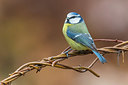 BUITEN BEELD Foto: 405267