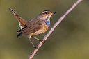 BUITEN BEELD Foto: 405270