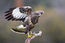 BUITEN BEELD Foto: 405302