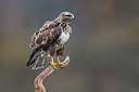 BUITEN BEELD Foto: 405305