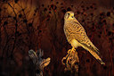 BUITEN BEELD Foto: 405320