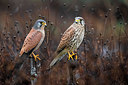 BUITEN BEELD Foto: 405333