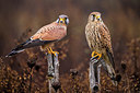 BUITEN BEELD Foto: 405336