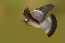BUITEN BEELD Foto: 405351