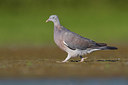 BUITEN BEELD Foto: 405354
