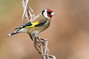BUITEN BEELD Foto: 405381