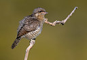 BUITEN BEELD Foto: 405408