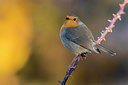 BUITEN BEELD Foto: 405426
