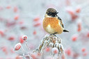 BUITEN BEELD Foto: 405445