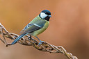 BUITEN BEELD Foto: 405485