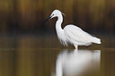 BUITEN BEELD Foto: 405512