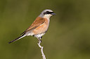 BUITEN BEELD Foto: 405533