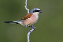 BUITEN BEELD Foto: 405534