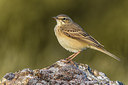 BUITEN BEELD Foto: 405626