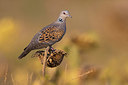 BUITEN BEELD Foto: 405658