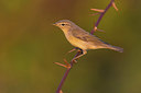 BUITEN BEELD Foto: 405680