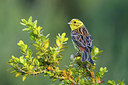 BUITEN BEELD Foto: 405705