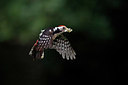 BUITEN BEELD Foto: 405861