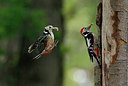 BUITEN BEELD Foto: 405892