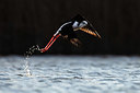 BUITEN BEELD Foto: 405905