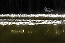BUITEN BEELD Foto: 405906