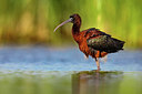 BUITEN BEELD Foto: 405968