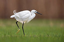 BUITEN BEELD Foto: 406004